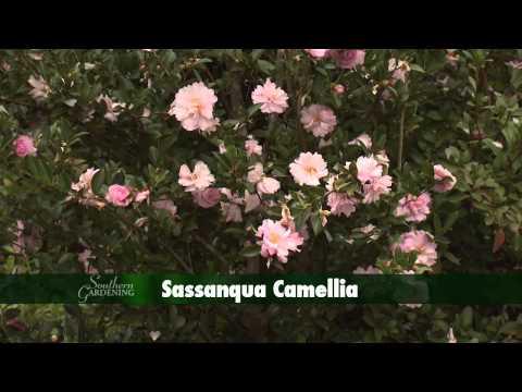 Camellias - Southern Gardening TV - February 6, 2013