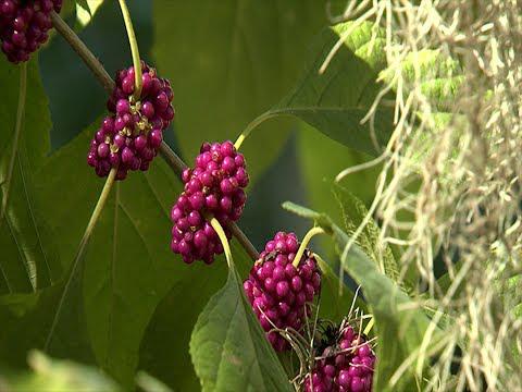 Beautyberry  - Southern Gardening TV - July 20, 2014