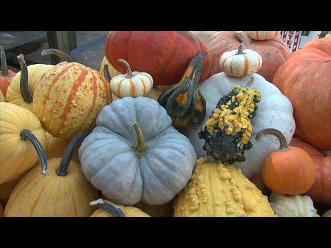 Pumpkins and Gourds