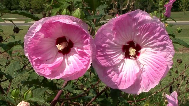 Perennial Hardy Hibiscus, November 2023