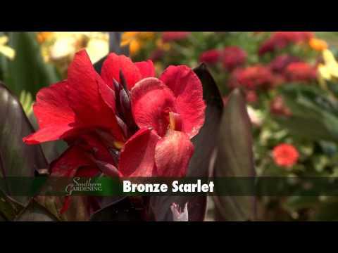 Dwarf Canna - Southern Gardening TV - August 17, 2014