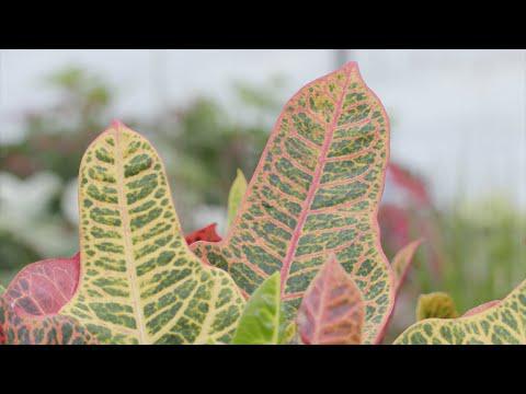 Colorful Crotons