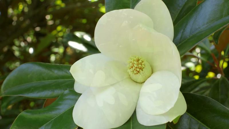 Southern Magnolia, July 2023