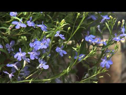 Singing the Blues, Southern Gardening TV, March 23, 2014