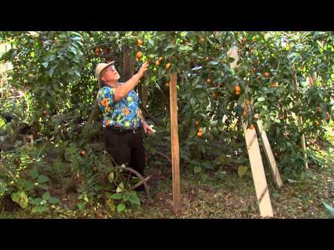 Satsuma Orange Sequence, Southern Gardening TV - Jan. 9, 2013