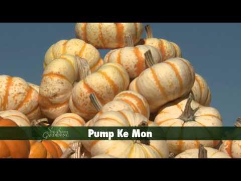 Pumpkins and Gourds - Southern Gardening TV, October 17, 2012