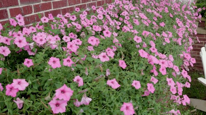 Pink Landscape Plants, August 2023