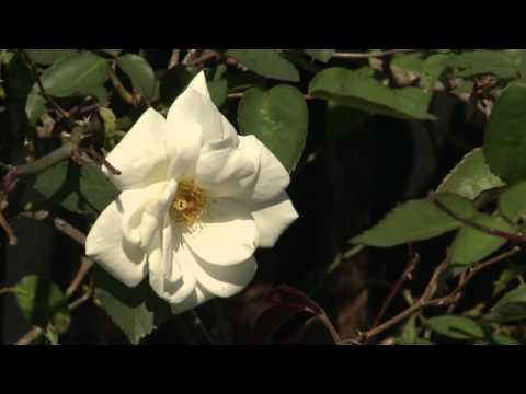Old Garden Roses  - Gardening Through the Seasons