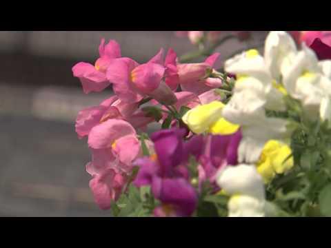 Montego Snapdragon, Southern Gardening TV - November 21, 2012