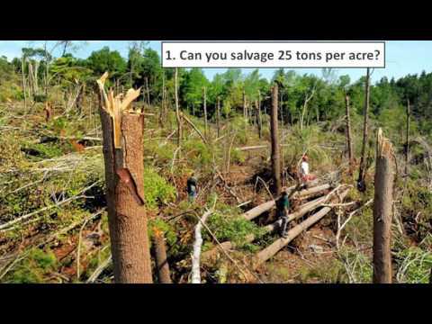 Timber Salvage and Regenerate or Manage Decisions
