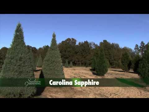 Christmas Tree Farms - Southern Gardening TV - December 4, 2013
