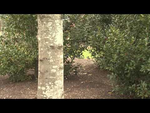 Southern Gardening TV - March 13, 2013 - Lichen