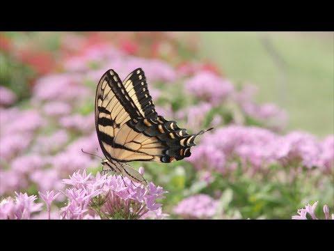 Butterfly Gardening from Scratch