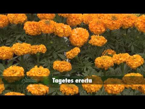 Marigolds - Southern Gardening TV - April 27, 2014