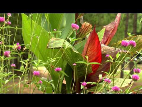 Jerry's Jungle Stump - Southern Gardening TV - August 21, 2013