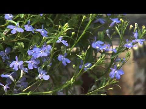 Southern Gardening TV - April 24, 2013 - Singing the Blues