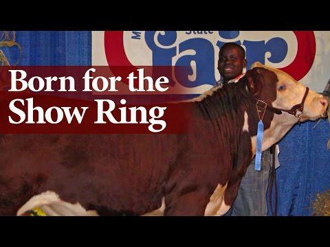 Born For The Show Ring Feature