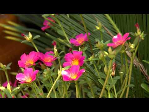 Color Pockets - Southern Gardening TV - August 14, 2013