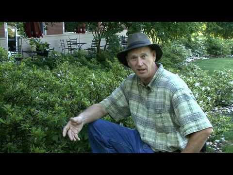 Azalia Lace Bugs  - MSU Extension Service