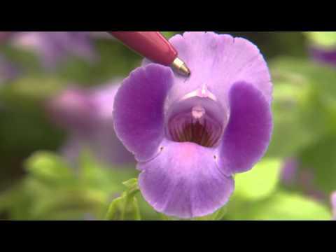 Flowers  A Closer Look, Southern Gardening TV, March 16, 2014