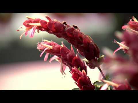 Southern Gardening TV - Flowering Standards, May 1, 2013