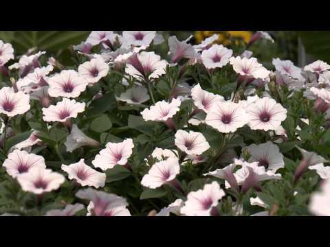 Southern Gardening TV - April 10, 2013 - Supertunias