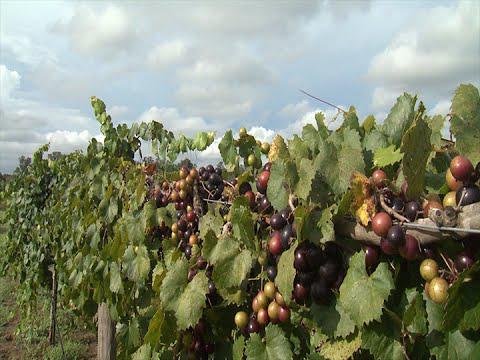 Muscadines - Southern Gardening TV August 24, 2014