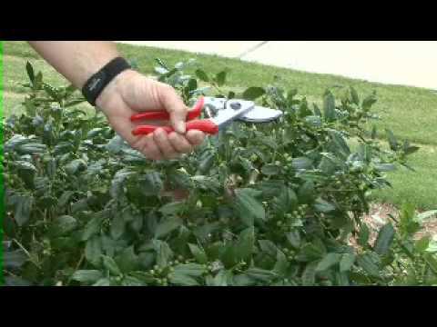 Selective Pruning - MSU Extension Service