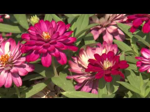 Zahara Zinnia - Southern Gardening TV - July 31, 2013