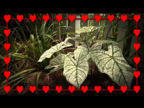 Valentines Through the Season - Southern Gardening, February 12, 2014