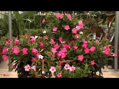 Southern Gardening TV - Tropical Summer Color, May 8, 2013