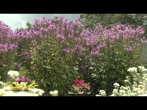 Cleome - Southern Gardening TV - July 3, 2013