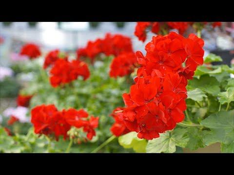 These Aren't Your Grandma's Geraniums