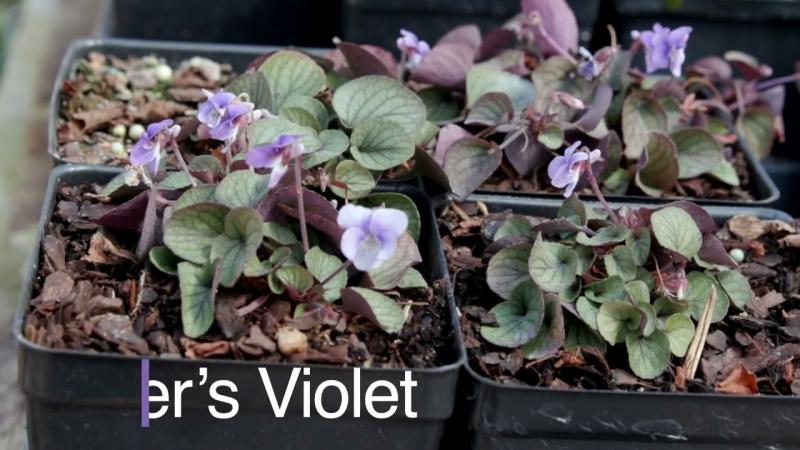 Unique Native Plants, April 2025