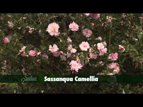 Camellias - Southern Gardening TV - December 25, 2013