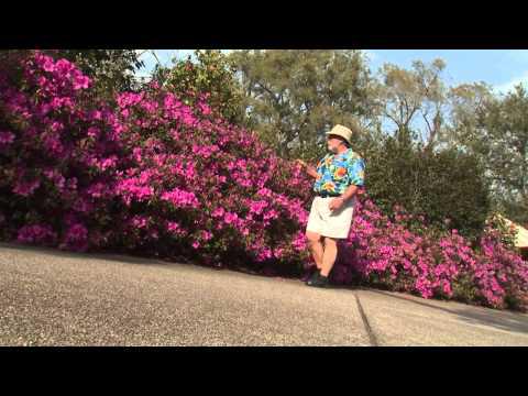 Southern Gardening TV - April 3, 2013 - Indica Azalea