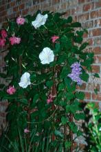 This "24-hour trellis" features the blue-flowered Brazilian Skyflower, pink Alice du Pont mandevilla and the Giant White moonflower.