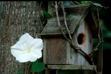 Any bird would love a home decorated with the Giant White moonflower.