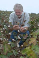 Mississippi State University irrigation researcher Lyle Pringle analyzes cotton at the Delta Research and Extension Center, near Stoneville. (Photo by Jim Lytle)
