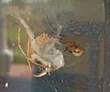 Brown Widow spiders, such as this one located beside a window near the Mississippi Gulf Coast in late July, produce "spiny" egg masses that look like the fruit from a sweetgum tree. Newly arrived in Mississippi from Florida, these spiders are venomous, like their cousin the Black Widow. See larger view. (Photo by David Held, MSU Coastal Research and Extension Center)