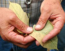 The spots on this kudzu leaf in Wilkinson County are evidence of the disease. (Photo by Bob Ratliff)