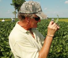 Union County soybean producer Mike Pannell checks a leaf for Asian soybean rust on a farm near Alexandria, La.