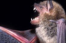 Mississippi bats are mosquito-eating machines and good to have around houses, but they are a problem when they find a home in attics.