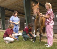 An injured mare has her leg wrapped as part of her medical treatment by, from left, large animal technicians Becky Harrison, Dana Miller, Terri Snead and Linda Jackson. (Photo by Tom Thompson)