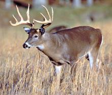 Scientists at Mississippi State University studying factors that affect antler size have found that good soil and habitat quality can help deer develop significantly larger antlers. (Photo by Paul T. Brown/Mississippi State University)