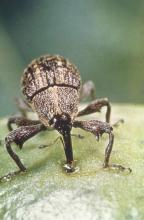 Boll weevils used to number in the thousands per acre in Mississippi, but boll weevil eradication reduced that number to just three found in the state in 2008. This boll weevil has punctured a cotton boll and is feeding.
