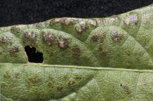 Soybean rust appeared in 79 of the state's 82 counties in 2008, but it came late enough that it did not cause yield losses. This soybean leaf is infected with the rust virus. (Photo by Jim Lytle)