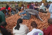 Mississippi State University nutrition major Adam Woodyard of Tupelo, center, jumps on a sweet potato mound to spread it to baggers.