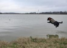 Tess has fully recovered and is duck hunting again. In January, she was leaping into a Leflore County pond to retrieve a decoy. (Submitted photo by Steve Horn)