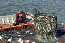 U.S. farm-raised catfish are being netted out for harvest from this Mississippi pond. The state's catfish industry is facing obstacles from very high feed prices, declining acreage and imported fish. (Photo by Marco Nicovich)